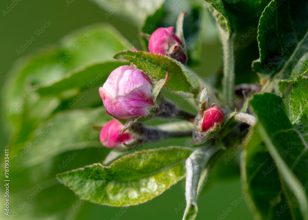 Flowers on an apple tree in spring. Close-up Flowers on an apple tree in spring. Close-up