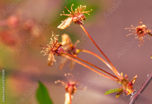 Dried flowers on cherry trees in spring. Macro