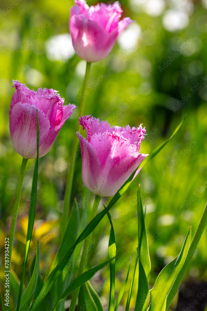 Pink tulips in the garden where in the spring Pink tulips in the garden where in the spring