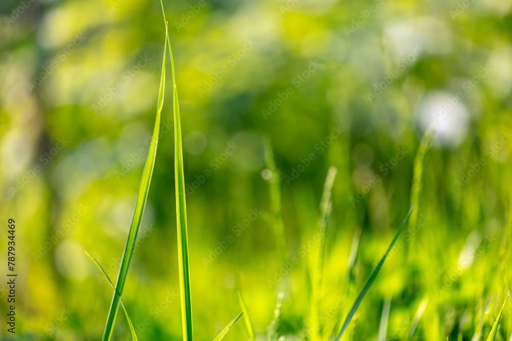 Green grass in the park with beautiful bokeh. Background Green grass in the park with beautiful bokeh. Background