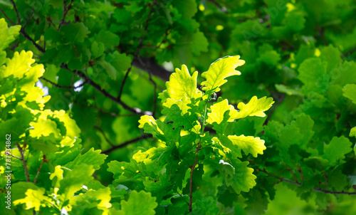 Green leaves on an oak tree. Background