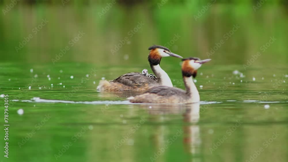 A crested grebe (Podiceps cristatus) family with young swims on a pond and feeds the chicks in Erfurt, Thuringia, Germany, Europe A crested grebe (Podiceps cristatus) family with young swims on a pond and feeds the chicks in Erfurt, Thuringia, Germany, Europe