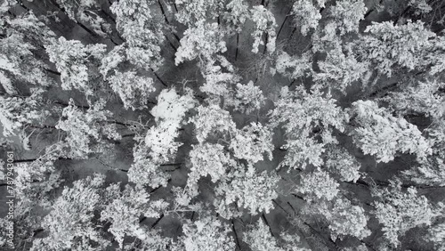 Aerial Top Down view of Snowy Forrest at Winter Upward Movement photo