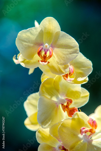 yellow Orchid branch on green natural background 