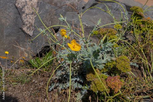 Yellow horned poppy, also called Glaucium flavum