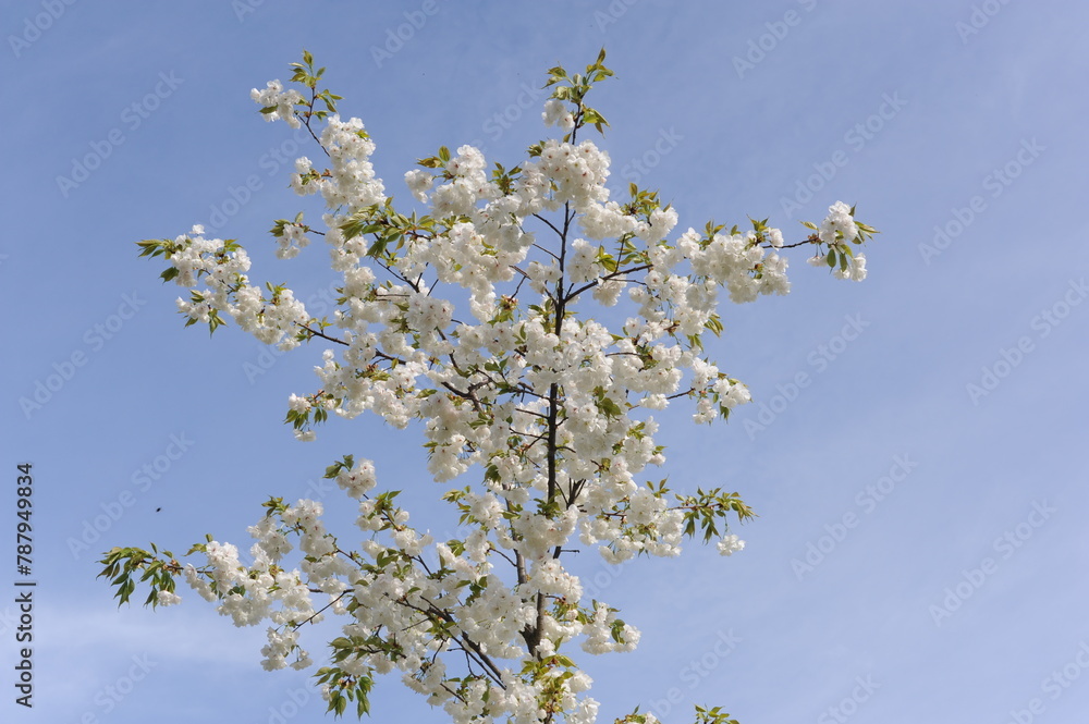 White sakura cherry flowers in full bloom and blossom with beautiful petals on a sunny day with blue sky in spring White sakura cherry flowers in full bloom and blossom with beautiful petals on a sunny day with blue sky in spring