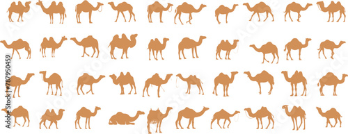 Fototapeta Naklejka Na Ścianę i Meble -  Camel vector illustration, desert animal illustration. Perfect camel clipart for fabric, wallpaper, wrapping paper. Captures camel iconic shape, movement in elegant, simple style