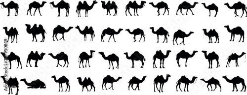Camel silhouette in various poses, perfect for desert, travel, animal, nature, Middle East themes. High quality black camel vector on white background