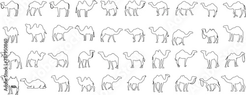 Camel sketch, vector art collection. Educational, creative project resource. High quality black and white camel drawings in various poses and angles. Minimalist, elegant camel line art design. © Arafat