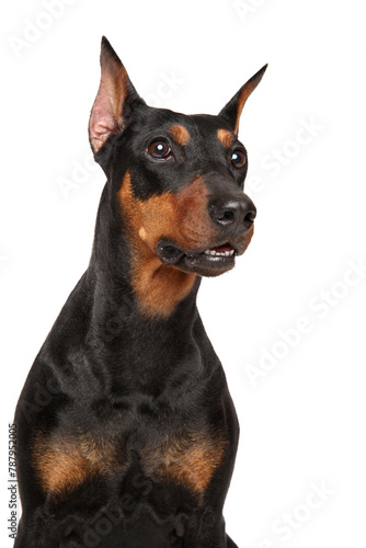 Funny german Pinscher on a white background.