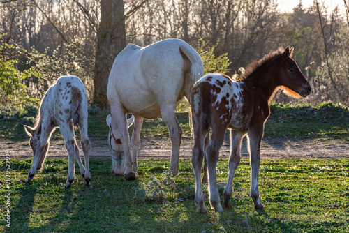 Mare grazing and young foals at her side.