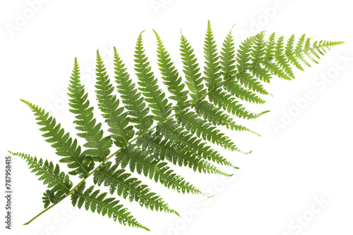 Vibrant Green Fern Leaf Isolated on White Background