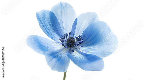 Fototapeta Naklejka Na Ścianę i Meble -  Blue flowers isolated on a transparent background