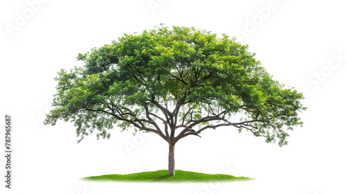Tree isolated on transprent background