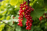 Currant hanging on a tree. Currant in the orchard