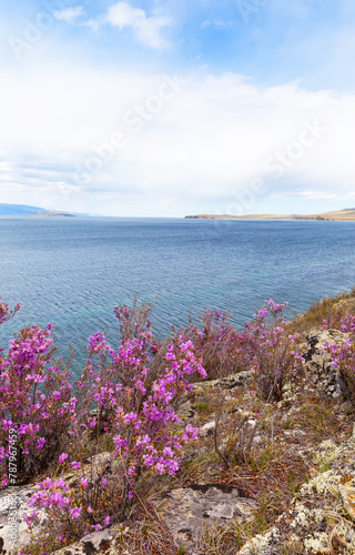 Baikal Lake in spring. Beautiful landscape with wild flowering bushes of rhododendron or bagulnik on rocky coast of Olkhon Island against background of blue water of Small Sea. Spring travel, outdoors