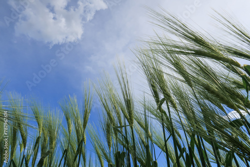 Wheat plant ear close up vision detail sky clouds color © Samuele Gallini