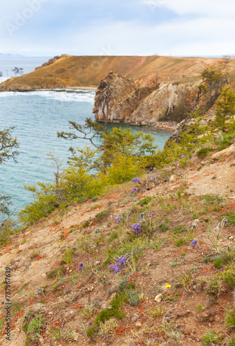 Baikal Lake in May. First spring flowers on slope of shore of Olkhon Island against  backdrop of ice drift in Khuzhir Bay. Beautiful landscape. Natural background. Spring travel and outdoor recreation