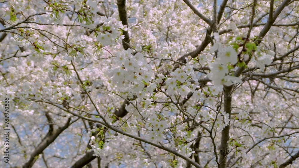 panning left shot of cherry blossoms panning left shot of cherry blossoms
