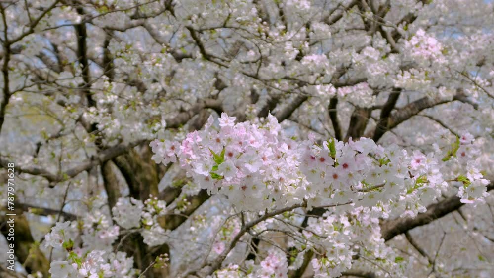 Zoom shot of full bloom of cherry blossom Zoom shot of full bloom of cherry blossom