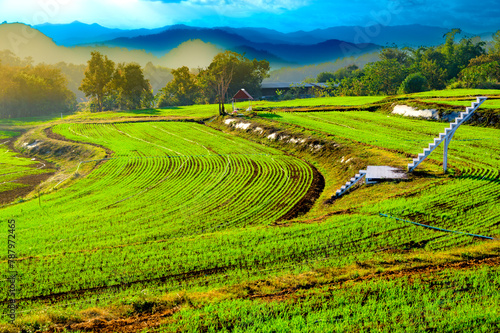 A field of barley seedlings on high mountain in Samoeng District of Chiang Mai Province