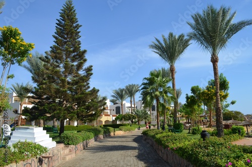 palm trees in the park