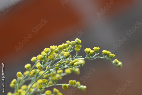 Common wormwood flowers photo