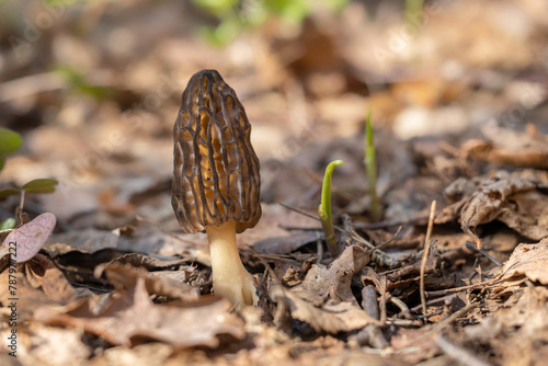 One Black Morel (Morchella conica) mushroom in spring forest with blur background. 