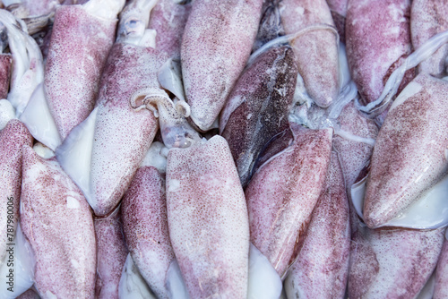 fresh large squid as background.