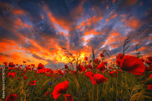 Close-up of red poppies growing in a field at sunset, Lithuania photo
