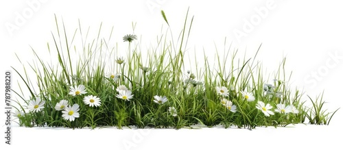 Spring grass and wild daisies isolated with a clipping path and alpha channel. photo