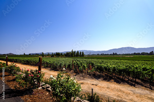 Dirt Roads by the Vineyards of Napa Valley, California