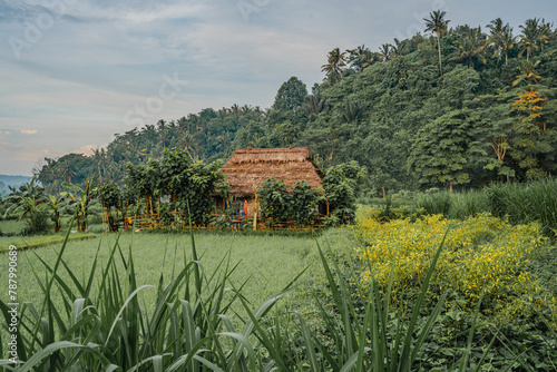 Traditional Thatched Hut Amidst Lush Tropical Vegetation in Bali ricefields countryside photo