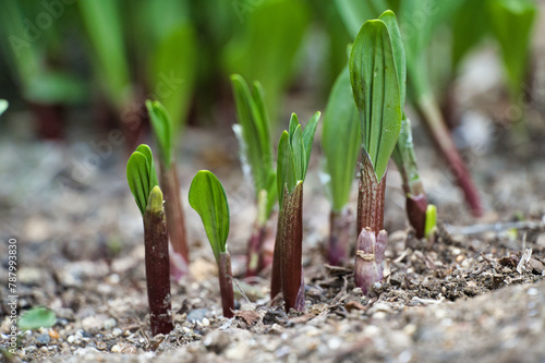 Wallpaper Mural 行者ニンニクの若芽 Torontodigital.ca