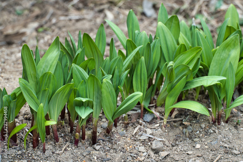 Wallpaper Mural 春の山菜、行者ニンニク Torontodigital.ca