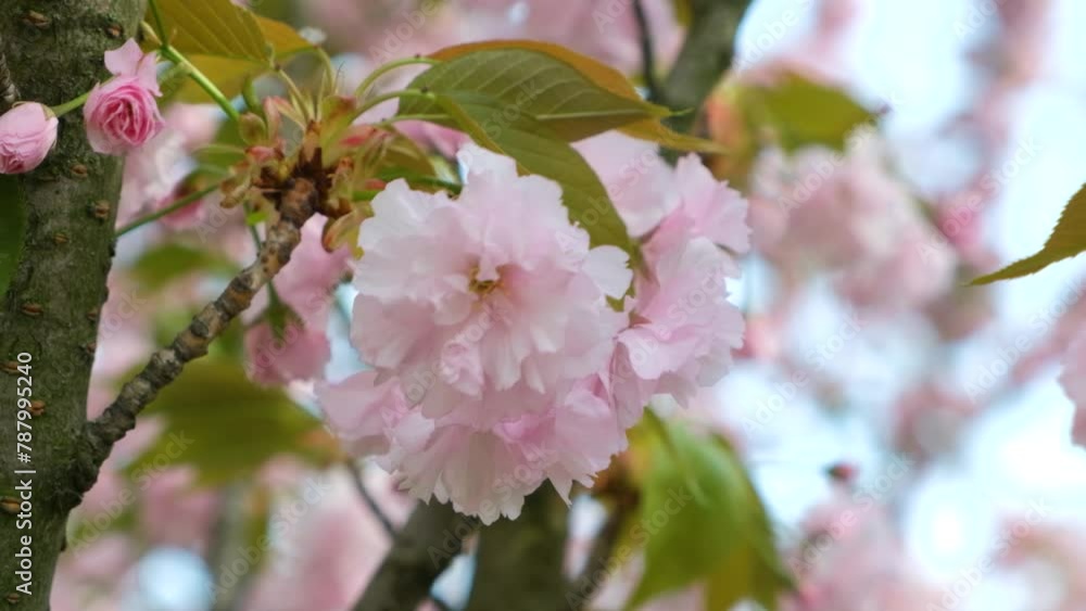 Cherry blossoms, delicate pink flowers, close-up slow motion Cherry blossoms, delicate pink flowers, close-up slow motion