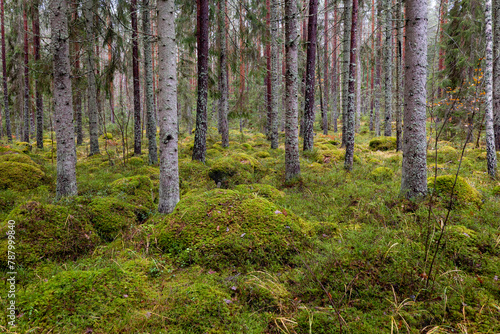 Pine forest covered of green moss. Forest therapy and stress relief.