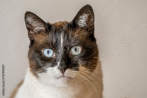 portrait of a blue-eyed siamese cat