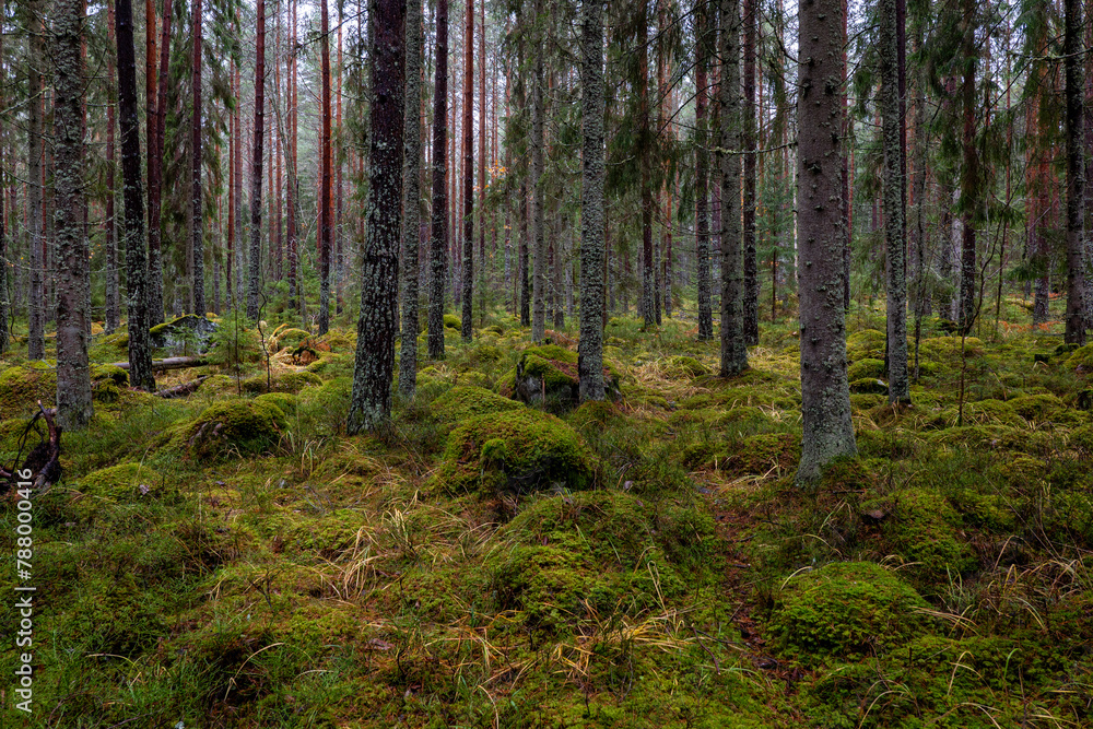 Pine forest covered of green moss. Forest therapy and stress relief.