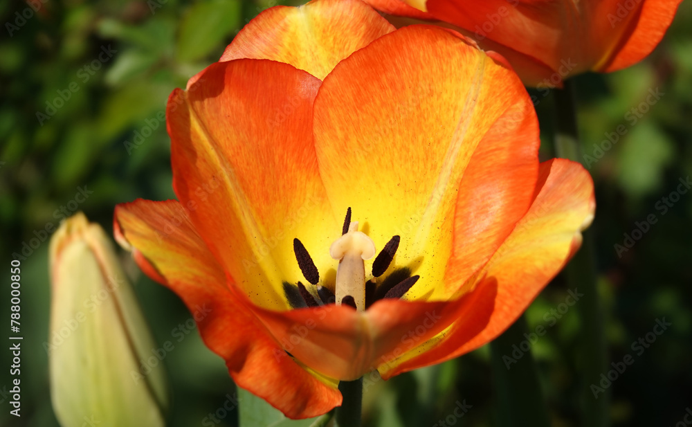 The Tulip flower is very delicate and beautiful The Tulip flower is very delicate and beautiful