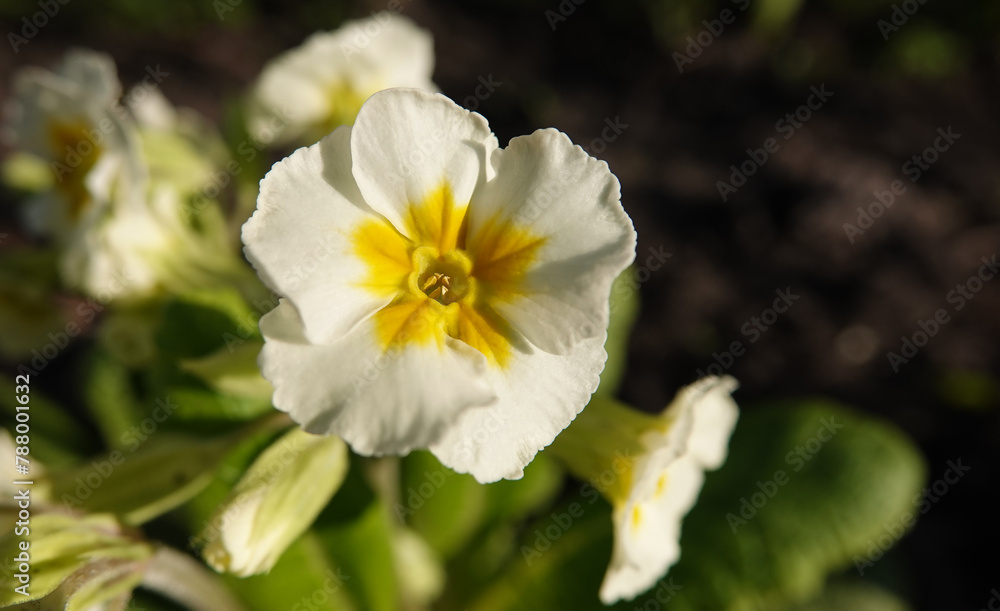 Flowers Primrose or Primrose Flowers Primrose or Primrose