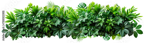 Plant leaves Green nature Tropical forest isolated on transparent background - png.