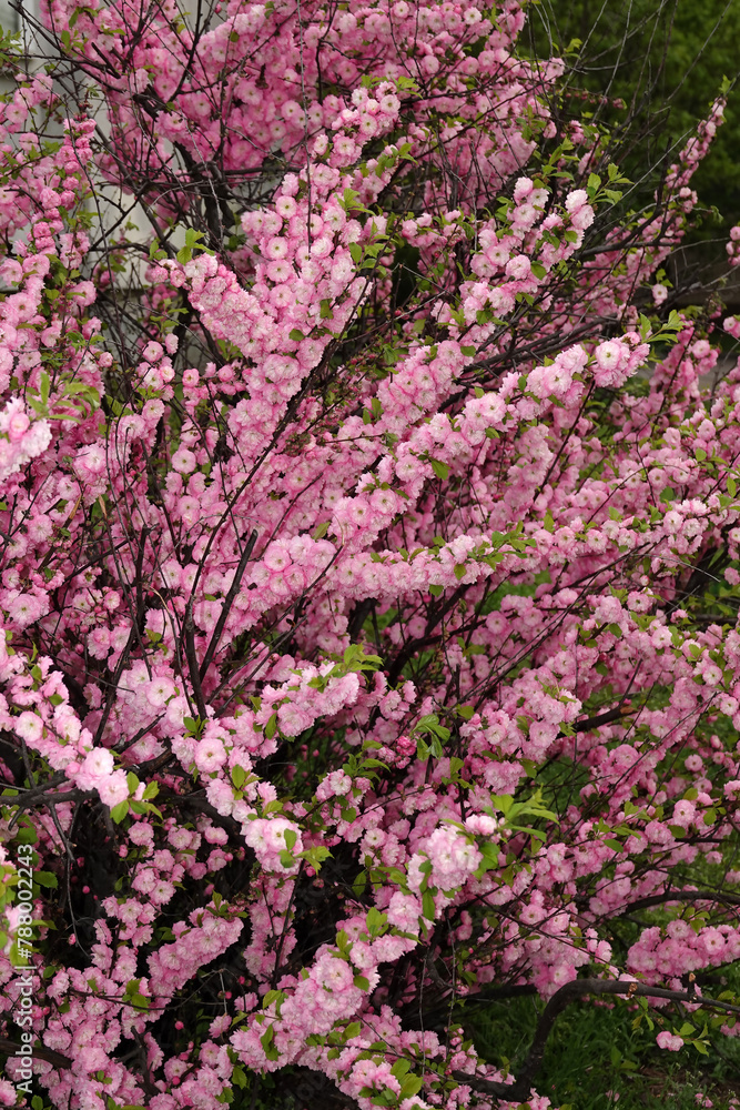 Almond triloba – flowers of the bush