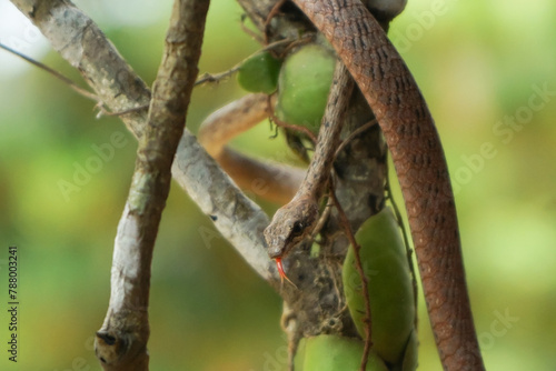 closeup of brown vine snake with red tongue on the branch