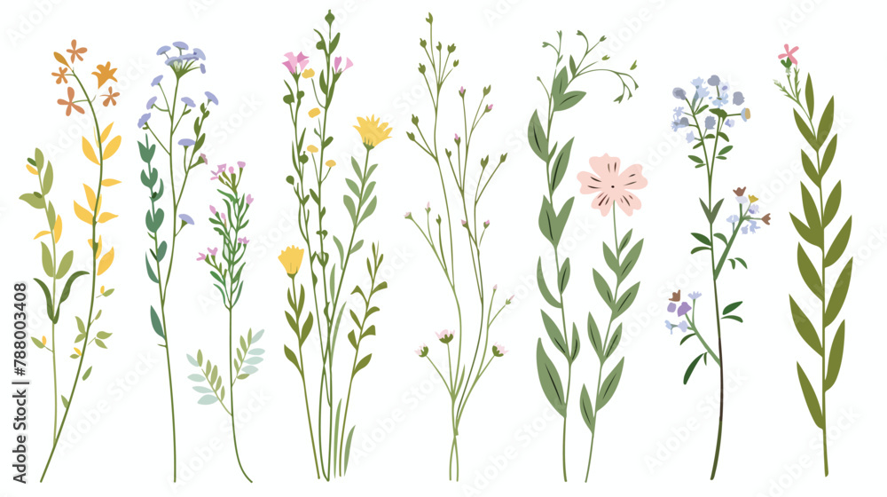 Delicate flowers stems set. Field herbs spring meadow - obrazy, fototapety, plakaty 