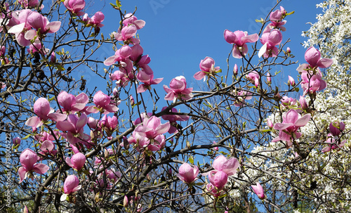Magnolia trees in bloom in spring