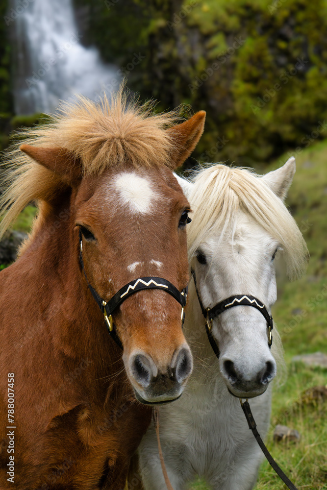 Close-up of two different coloured Icelandic horses standing in front of Irarfoss, Southern Iceland, Iceland Close-up of two different coloured Icelandic horses standing in front of Irarfoss, Southern Iceland, Iceland