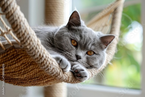 British shorthair cat relaxing on scratching post hammock