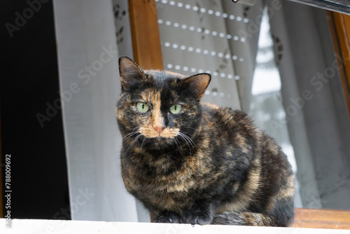 Beautiful colored cat sitting on a windowsill and looking to the window. Article about Pets. Article about animal classes .