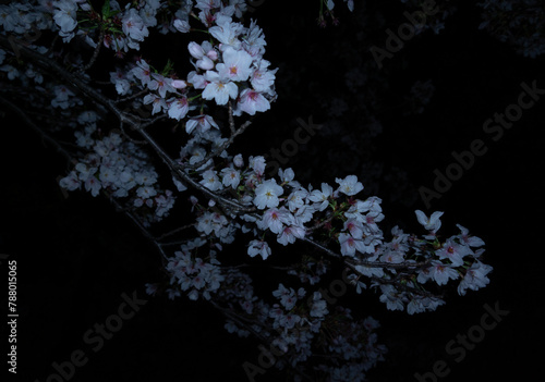 夜桜